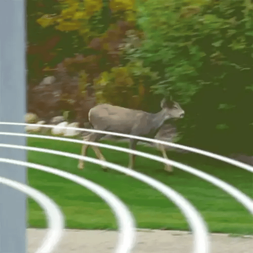 Solar Powered Ultrasonic Rabbit Repeller with Flashing Light – Effective Pest Control for Gardens and Yards