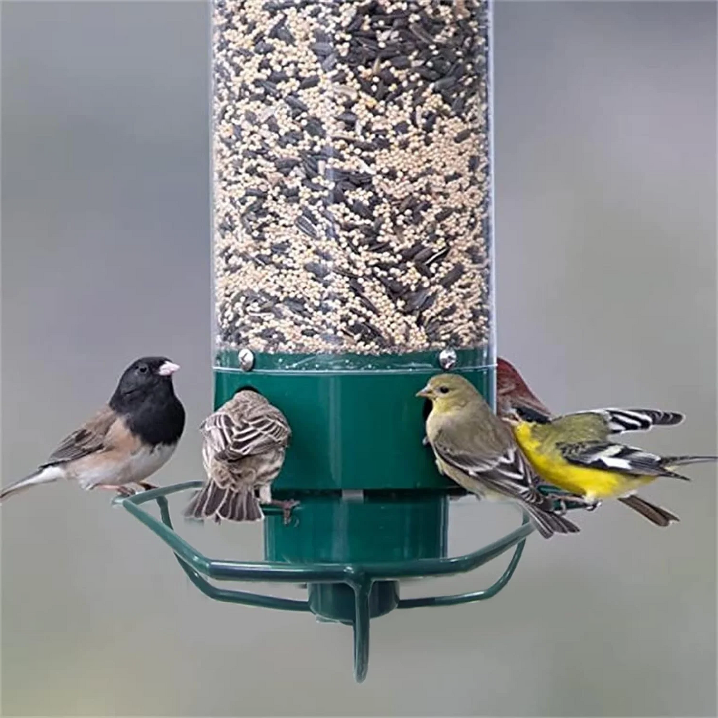 Squirrel Proof Bird Feeder | Heavy-Duty Metal, Multi-Feeding Ports & Ideal for Backyard Birdwatching
