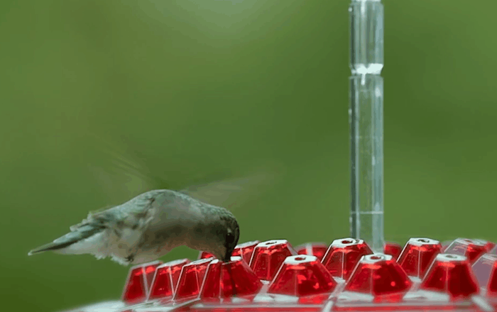 Ant Proof Hummingbird Feeder | 30 Feeding Ports, UV Resistant & Ideal for Outdoor Bird Watching