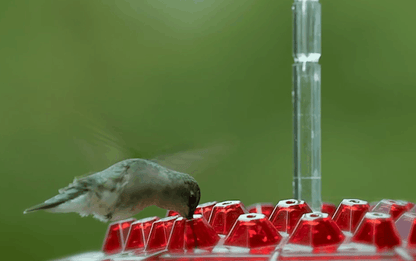 Ant Proof Hummingbird Feeder | 30 Feeding Ports, UV Resistant & Ideal for Outdoor Bird Watching