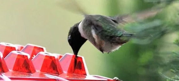 Ant Proof Hummingbird Feeder | 30 Feeding Ports, UV Resistant & Ideal for Outdoor Bird Watching