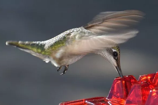 Ant Proof Hummingbird Feeder | 30 Feeding Ports, UV Resistant & Ideal for Outdoor Bird Watching