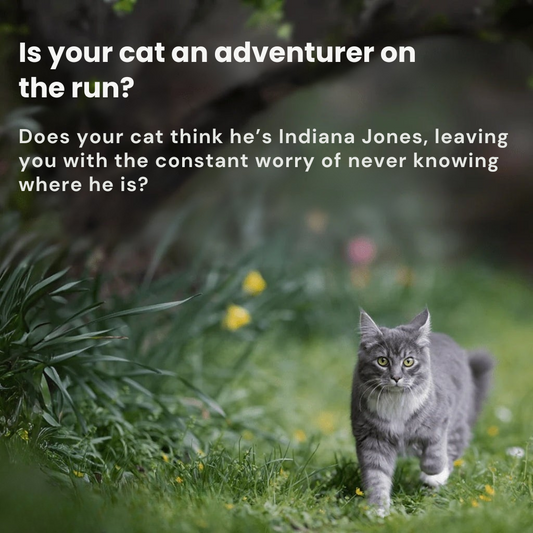 GPS Cat Tracker | Lightweight, Waterproof & Real-Time Tracking for Adventurous Cats
