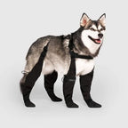 Canine Snow Boots