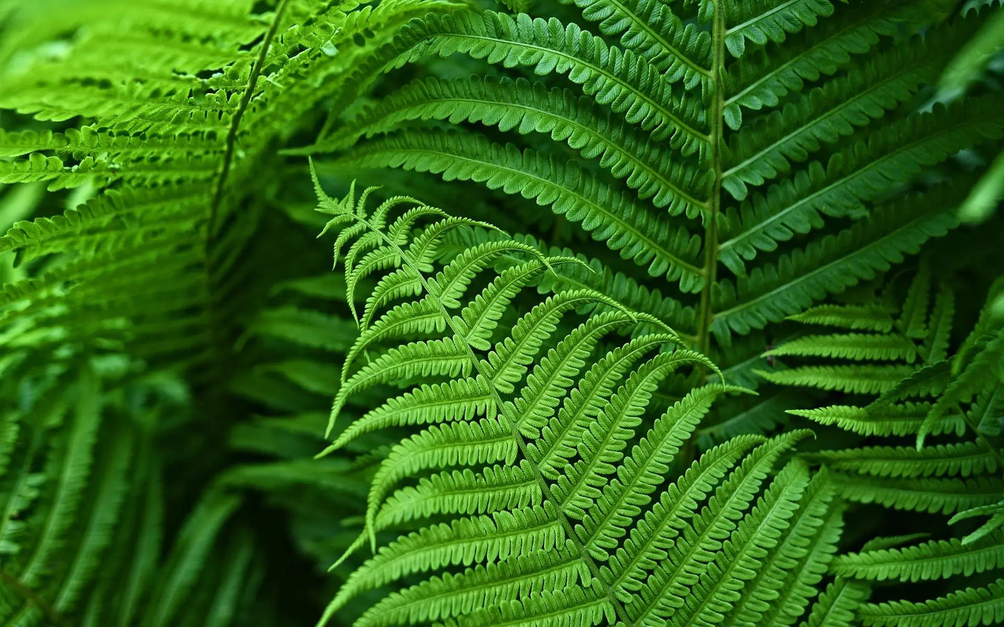 UV Resistant Artificial Boston Fern | Lifelike, Waterproof & Maintenance-Free for Outdoor Décor