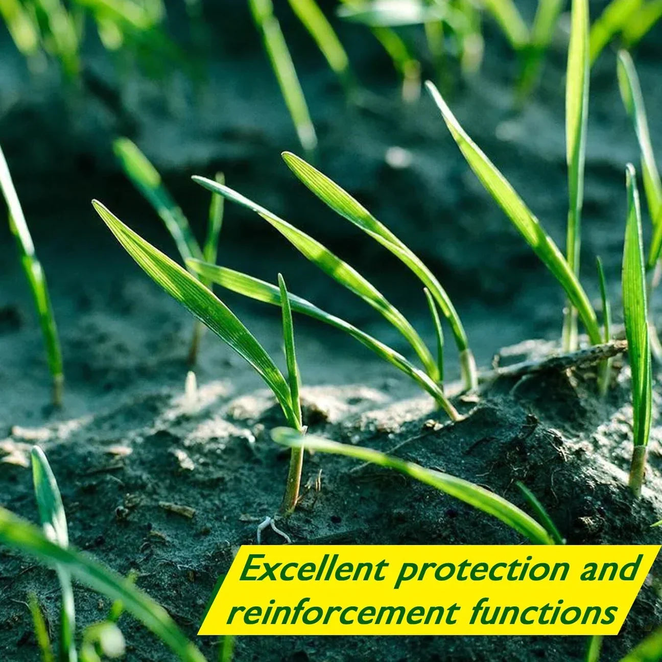 Biodegradable Netted Grass Seed Mat | All-in-One Growth System for Quick Germination in Sun, Shade & Slopes