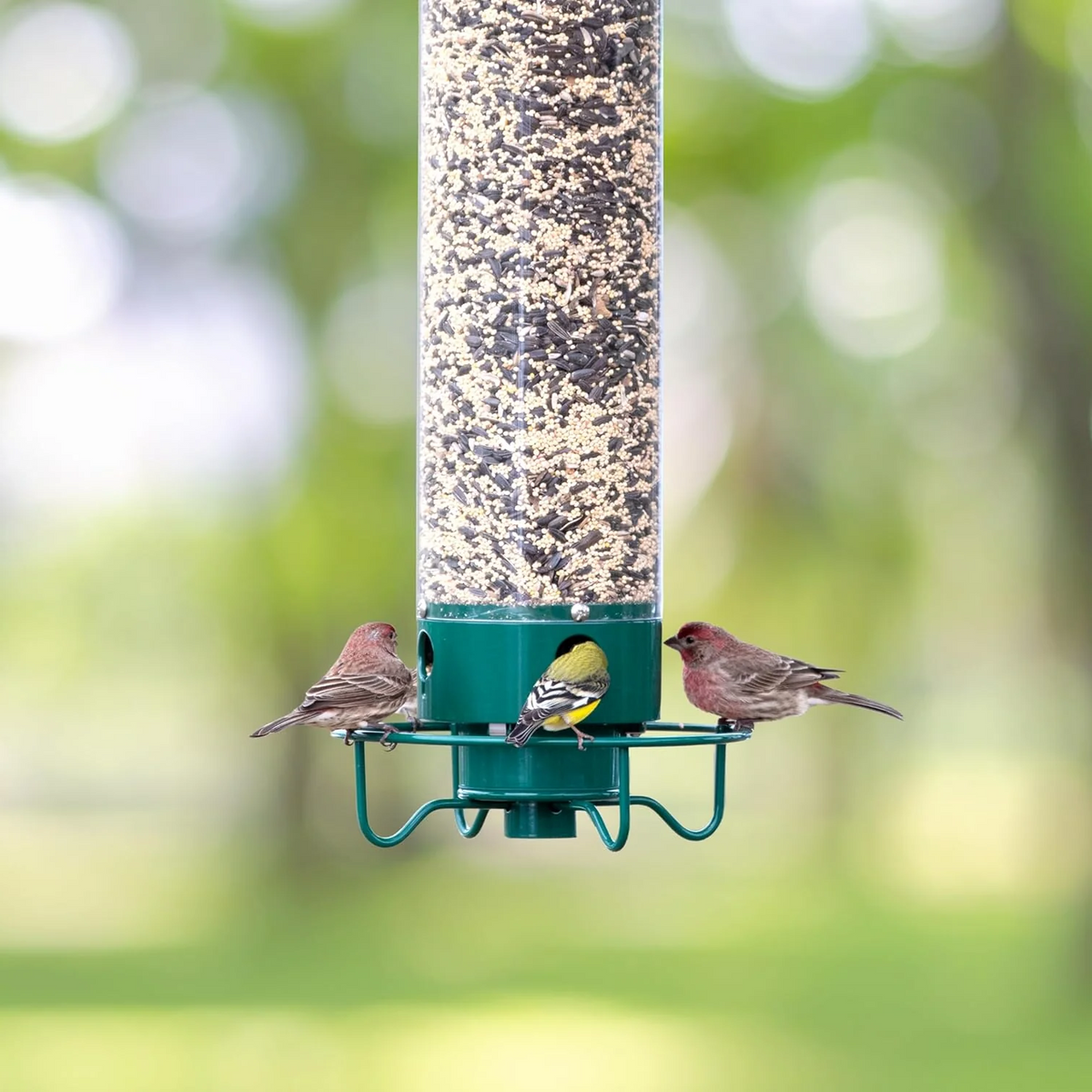 Squirrel Proof Bird Feeder | Heavy-Duty Metal, Multi-Feeding Ports & Ideal for Backyard Birdwatching