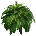 UV Resistant Artificial Boston Fern | Lifelike, Waterproof & Maintenance-Free for Outdoor Décor