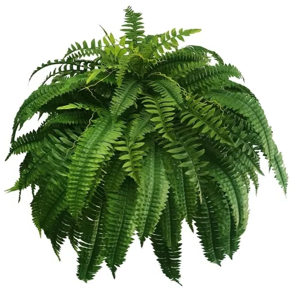 UV Resistant Artificial Boston Fern | Lifelike, Waterproof & Maintenance-Free for Outdoor Décor