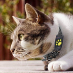 Cat GPS Tracker Locator Device | Real-Time Tracking, Waterproof & No Monthly Fees for Pet Owners