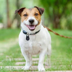 Bluetooth Pet Location Tracker | Waterproof, Lightweight & Real-Time GPS for Dogs and Cats