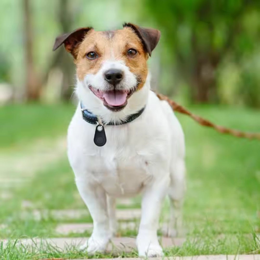 Bluetooth Pet Location Tracker | Waterproof, Lightweight & Real-Time GPS for Dogs and Cats