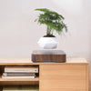 Image of Magnetic Levitating Flower Pot with LED Light - Floating Planter for Home Decor & Unique Gifts