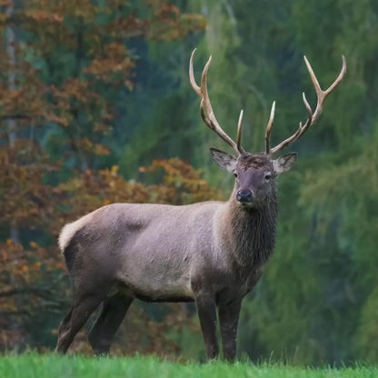 Wild Motion Detection Camera | Garden Wildlife Camera IP65 Waterproof, Full HD & Ideal for Hunting, Wildlife Observation & Security Monitoring