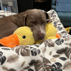 Duck Dog Durable Toy - Dog Calming Treats
